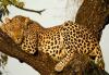 leopard-sleeping-in-tree_t1.jpg