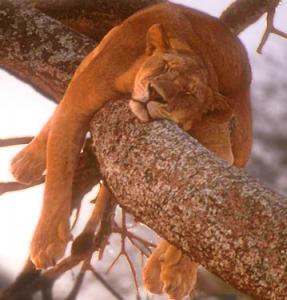 lion-sleeptree-taran5au02-f.jpg