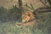 lions_0001_hires_t1.jpg