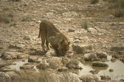 lions_0006_hires.jpg