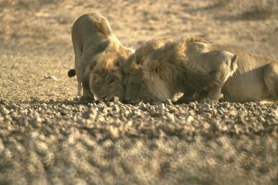 lions_0007_hires.jpg