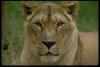 lions_0008_hires_t1.jpg