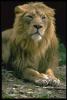 lions_0009_hires_t1.jpg