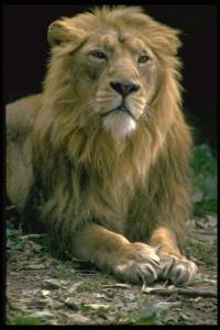 lions_0009_hires.jpg