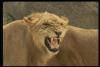 lions_0010_hires_t1.jpg