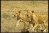 lions_0013_hires_t1.jpg