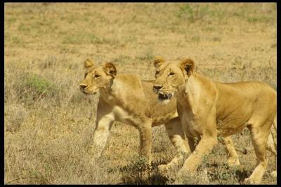 lions_0013_hires.jpg