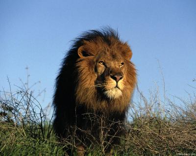 lions_0017_hires.jpg