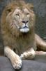 lions_0020_hires_t1.jpg