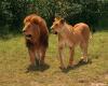 lions_0022_hires_t1.jpg