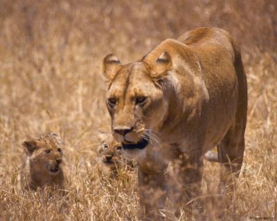 lions_0024_hires.jpg