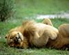 lions_0025_hires_t1.jpg