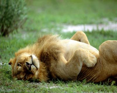 lions_0025_hires.jpg