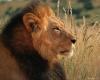 lions_0026_hires_t1.jpg