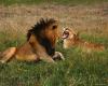 lions_0027_hires_t1.jpg