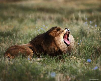 lions_0030_hires.jpg