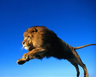 lions_0031_hires.jpg