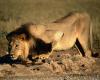 lions_0032_hires_t1.jpg