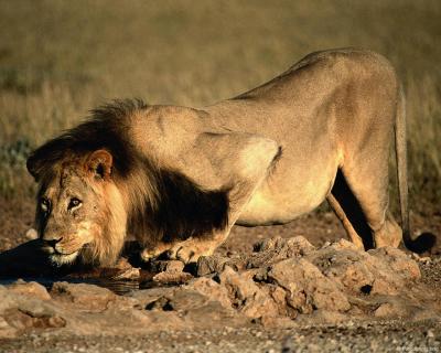 lions_0032_hires.jpg