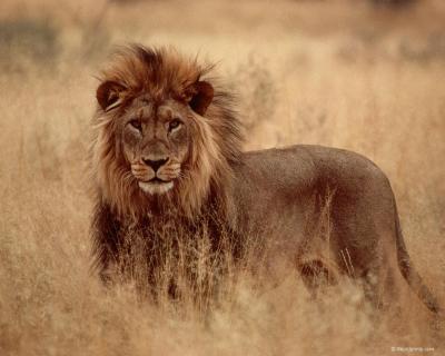 lions_0035_hires.jpg