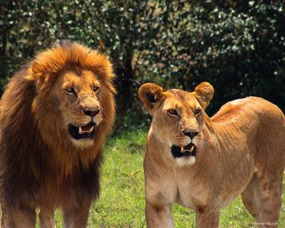 lions_0038_hires.jpg