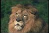 lions_0040_hires_t1.jpg