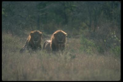 lions_0042_hires.jpg