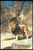 lions_0043_hires_t1.jpg