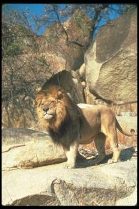 lions_0043_hires.jpg