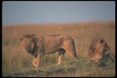 lions_0047_hires.jpg