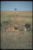 lions_0048_hires_t1.jpg