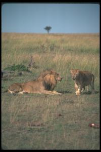 lions_0048_hires.jpg