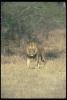 lions_0050_hires_t1.jpg