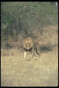 lions_0050_hires.jpg