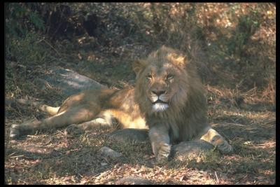 lions_0051_hires.jpg