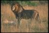 lions_0055_hires_t1.jpg