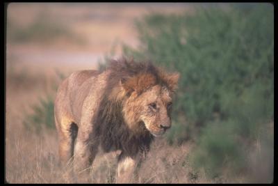 lions_0056_hires.jpg