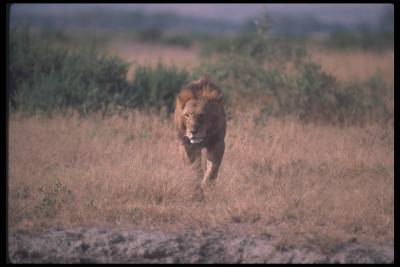 lions_0057_hires.jpg