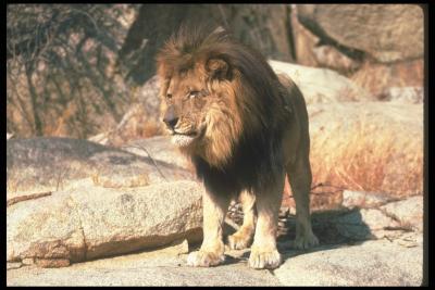 lions_0060_hires.jpg