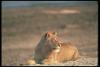 lions_0061_hires_t1.jpg