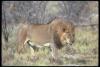 lions_0064_hires_t1.jpg