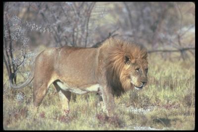 lions_0064_hires.jpg