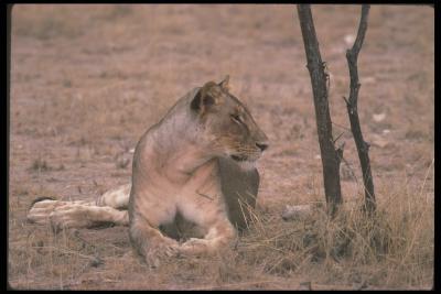 lions_0067_hires.jpg