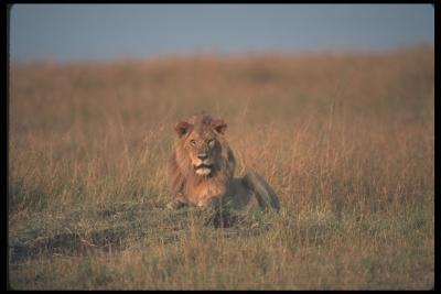 lions_0068_hires.jpg