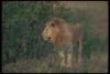 lions_0069_hires_t1.jpg