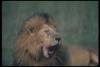 lions_0071_hires_t1.jpg