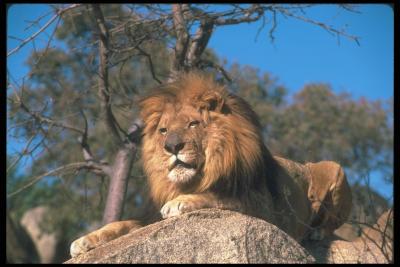 lions_0072_hires.jpg