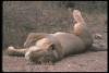 lions_0073_hires_t1.jpg