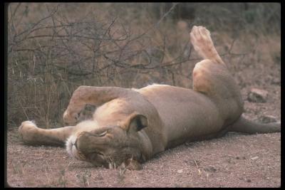 lions_0073_hires.jpg