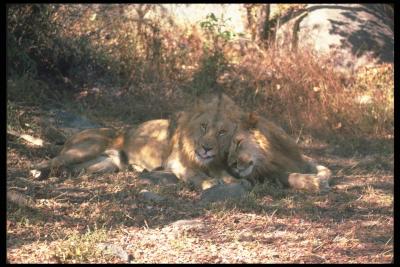 lions_0075_hires.jpg